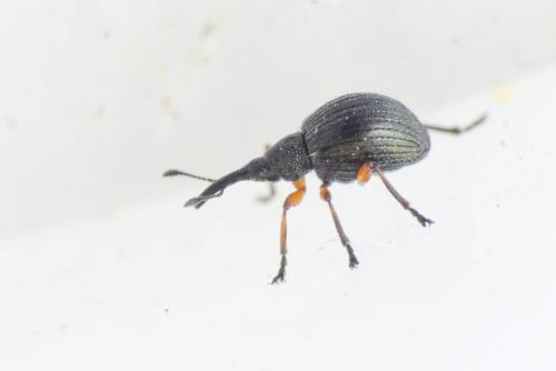 Réf. 254 820 : Protapion sp.